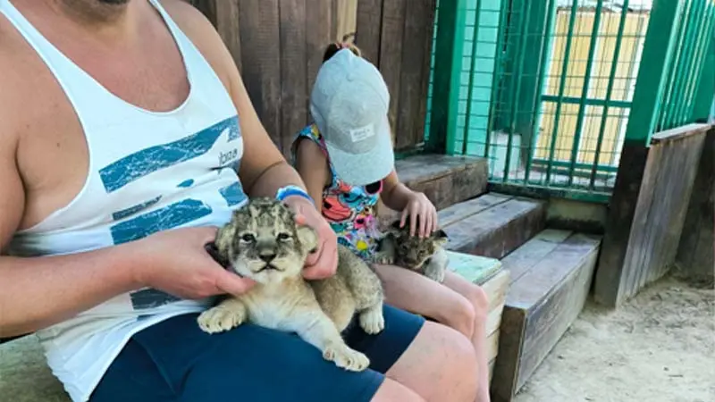 baby-lions-in-belek-antalya prices