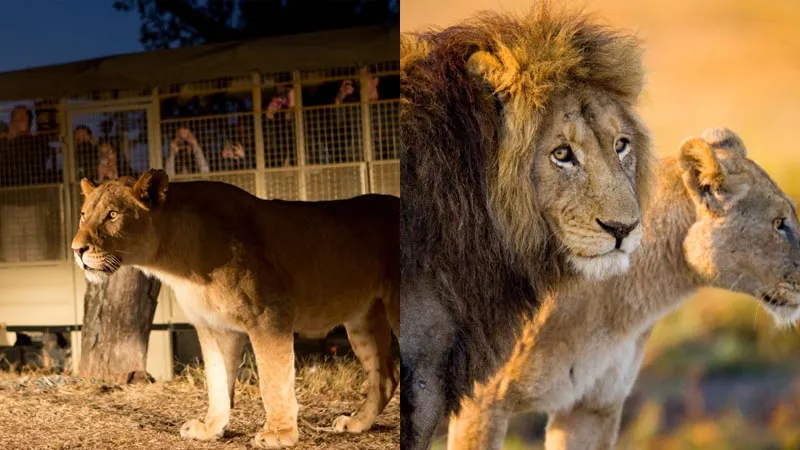land-of-lions-antalya