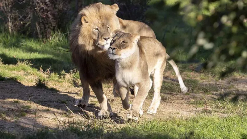 land of lions