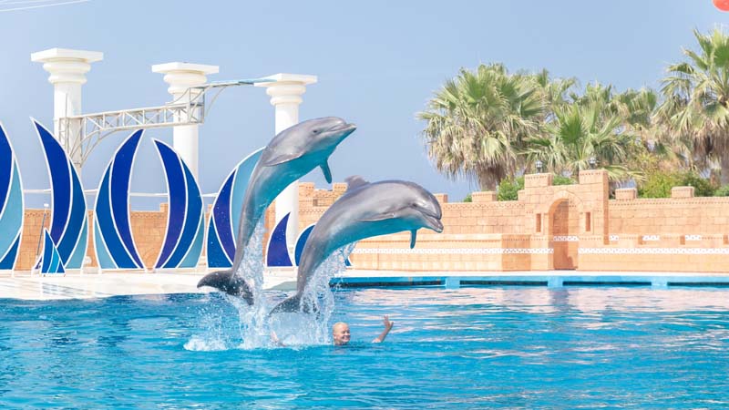 alanya dolphin shows ticket