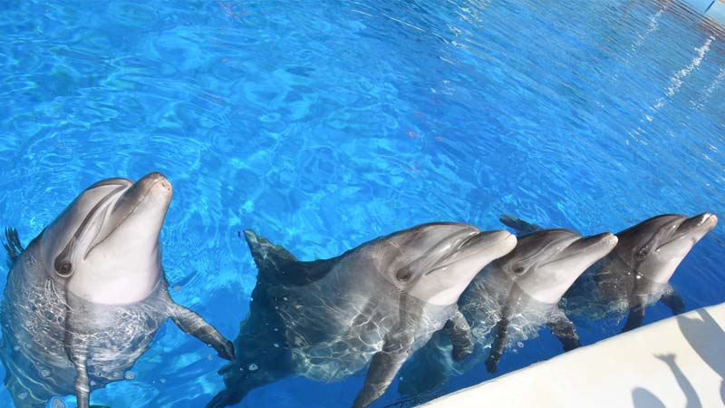 dolphin show in side