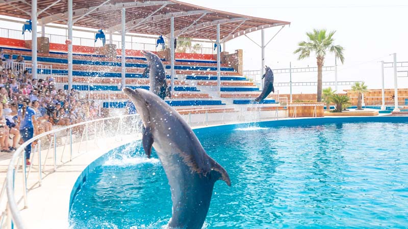 sealanya dolphin show