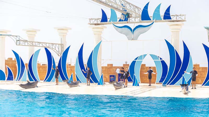 side dolphin show