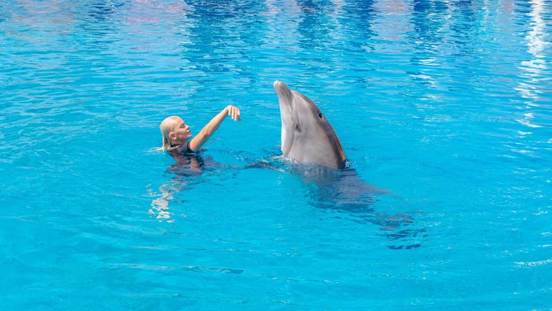 side dolphinarium