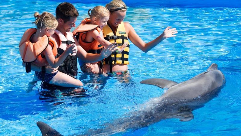 swimming with dolphins in side