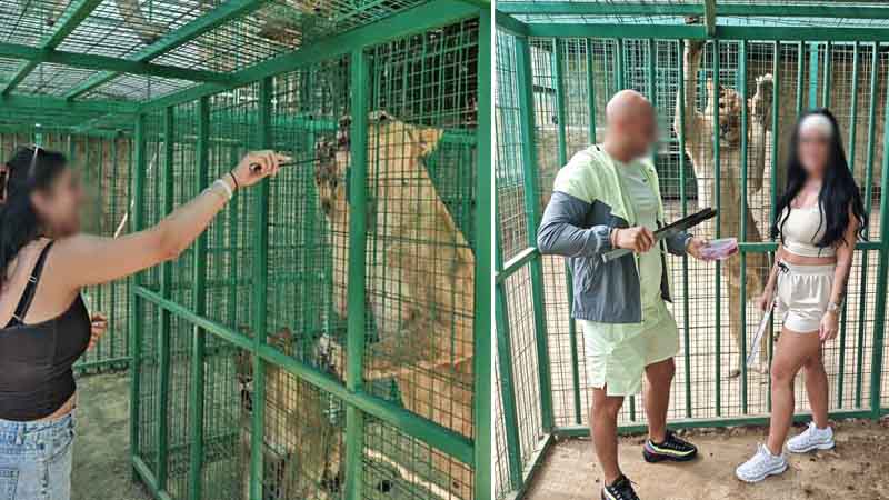 face to face with lions in kemer