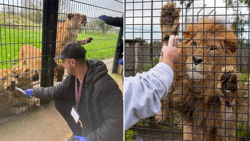 feed the lions in kemer