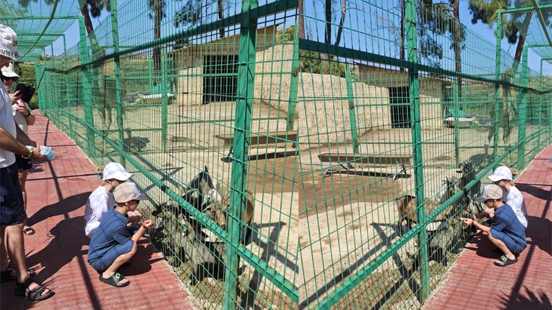 feeding-animal experience in beldibi