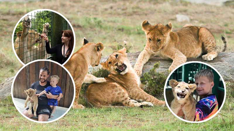 lion encounter kemer