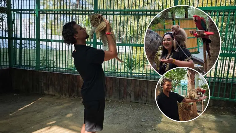 lion experince kemer