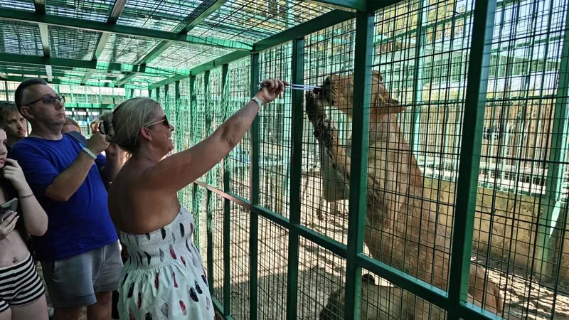 lion-feeding-antalya