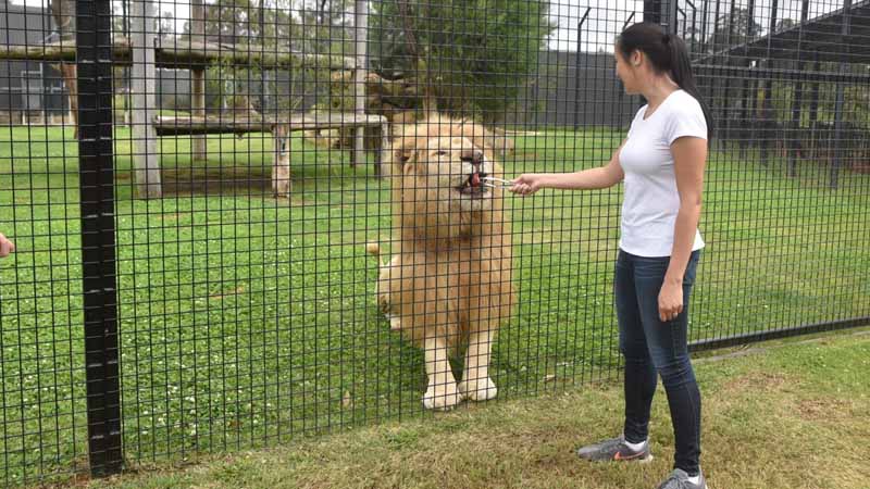 lion feeding experience kemer