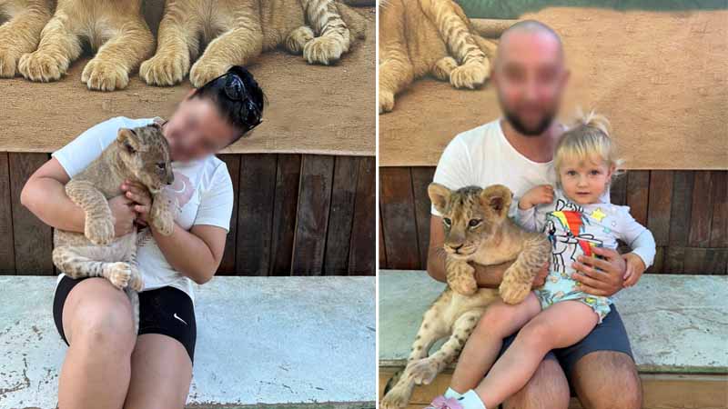 pet lion cubs in kemer